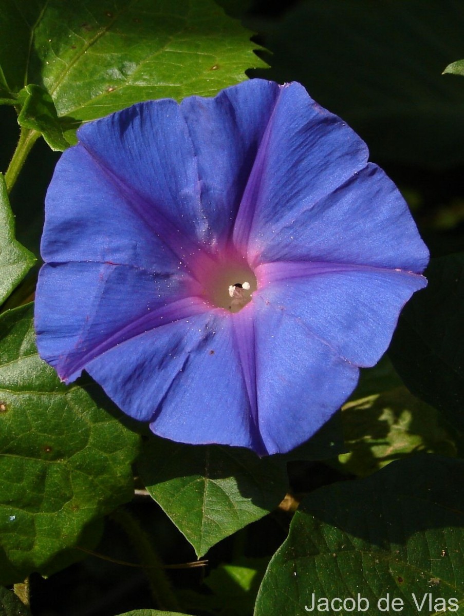 Ipomoea indica (Burm.) Merr.